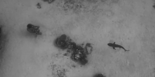 escuela de surf en berria tibus behind