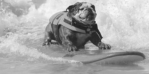 campamento de surf en berria surf city surf dog